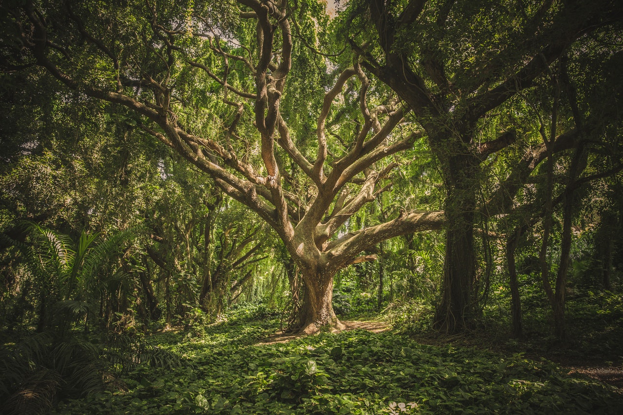 研究發現，當森林的樹木年死亡率超過3％時，就沒有一棵樹能活到「神木」定義的樹齡。