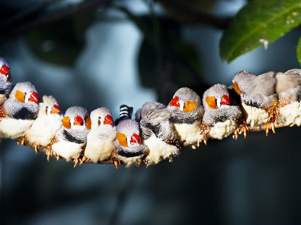 斑胸草雀是一種具高度社會性，而且能夠學習新聲音的鳥類。