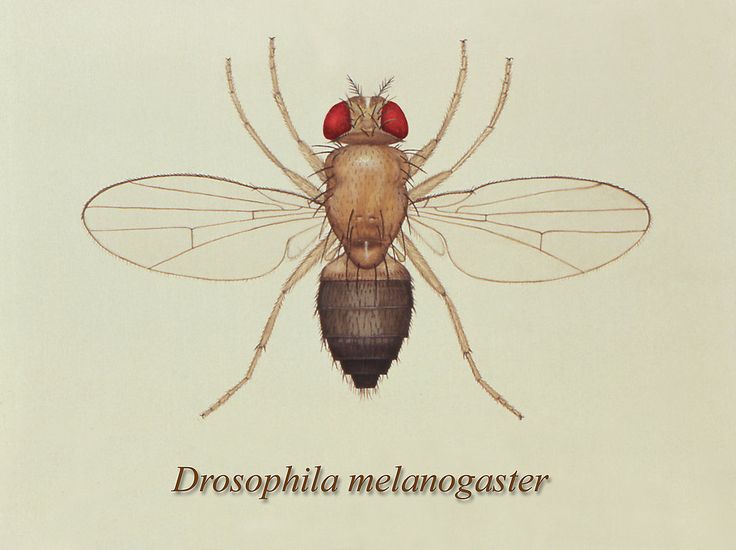 「獎勵機制非常古老，可能從很早就發展出來幫助生物生存和繁衍，以至於無論是果蠅或哺乳動物都保留繼承了這種機制。」