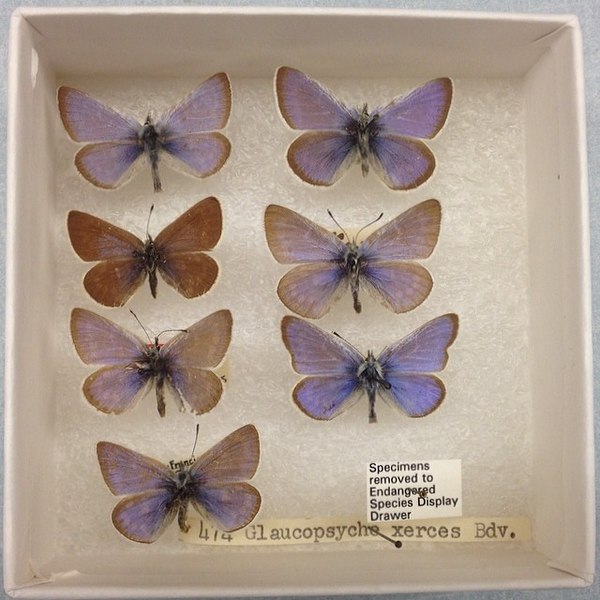 加州甜灰蝶，最後於1941年或1943年被見到。