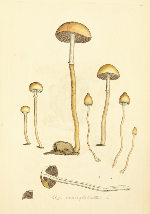 詹姆斯‧索爾比（James Sowerby）的代表性作品《英國菌類與蘑菇的彩色插圖》，編號1、2、3都是半裸蓋菇。