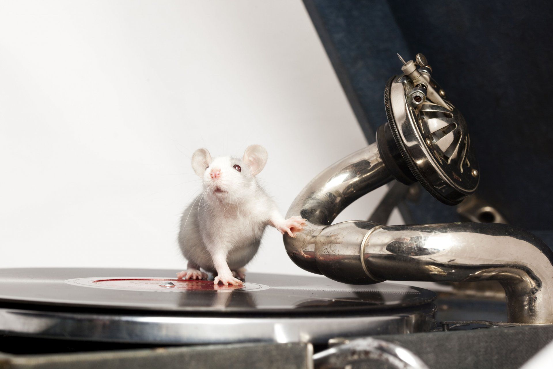 精準地跟著音樂節拍律動被認為是人類與生俱來的能力。然而，新研究表明，老鼠也有這種能力。