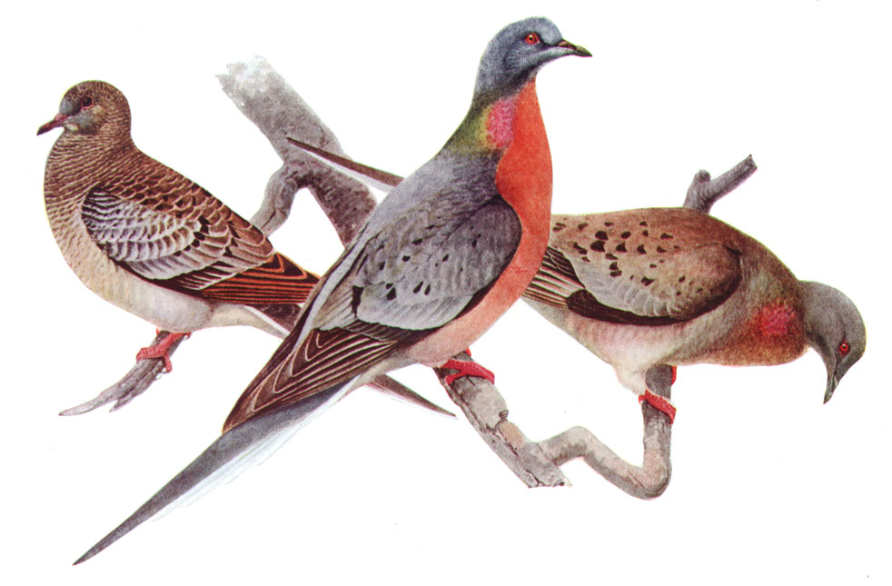 幼年旅鴿、成年雄旅鴿與雌旅鴿。