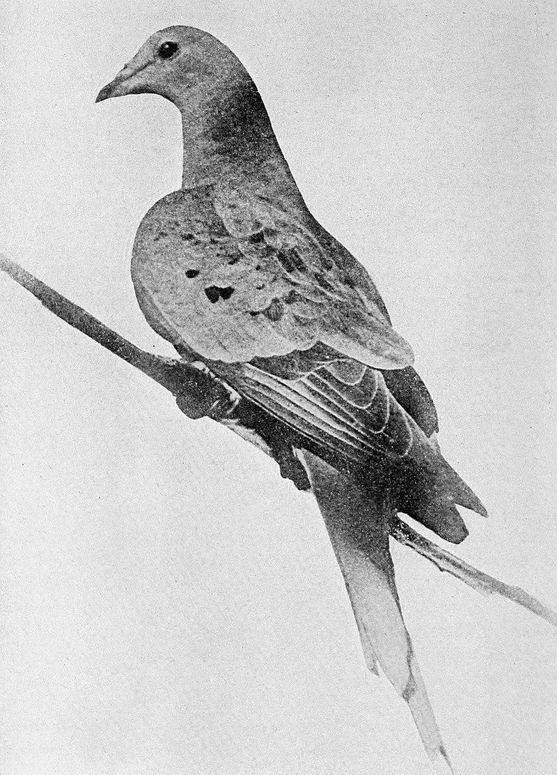 1912年的瑪莎，地球上最後一隻旅鴿。
