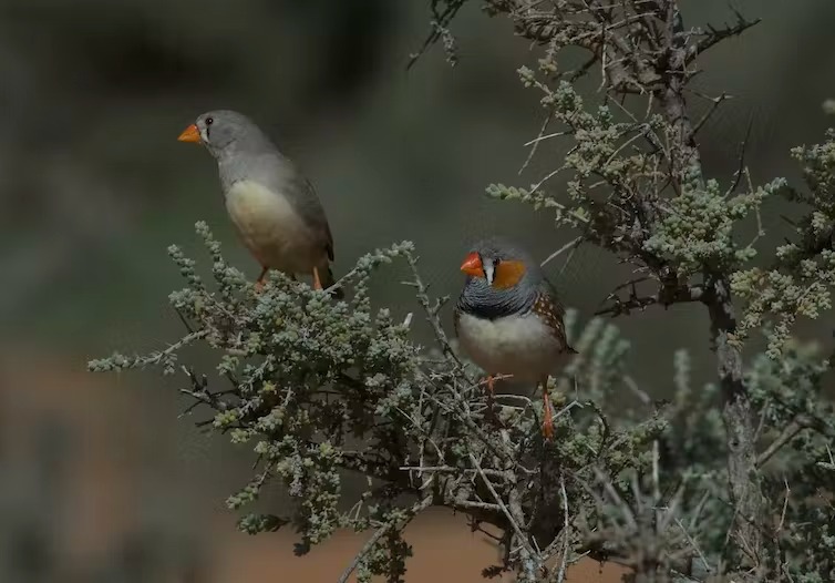 雄性斑胸草雀通常傾向在找到伴侶後才唱歌，牠們站在旁邊的樹枝上唱給伴侶聽，而且唱歌的頻率很高，甚至是每天都唱（左邊為雌鳥）。圖：Simon Griffith。