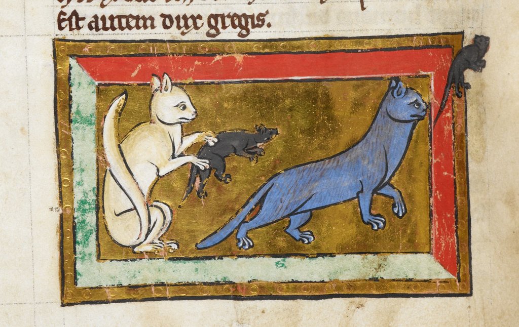 中世紀文本的貓插圖。圖：British Library。