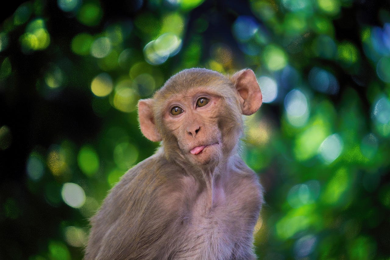 研究發現，猴子跟人類一樣擁有不錯的節奏感，但對走音卻沒啥想法。