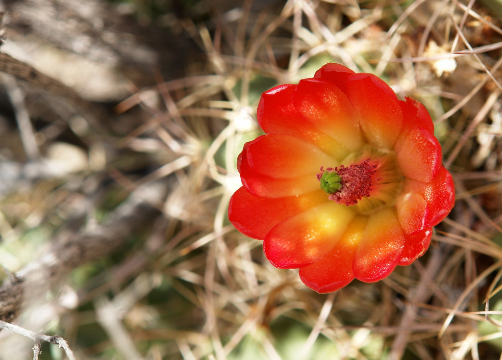 仙人掌的花。credit：Alex Proimos@flickr